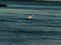 IMG_4436.jpg