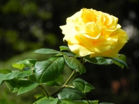DSCN0668_blog