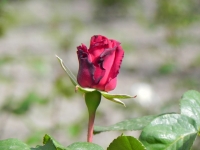 DSCN0669_blog
