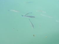 DSCN0899_blog