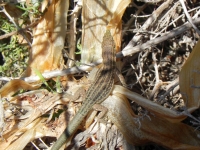 DSCN1285_blog