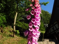 DSC00709