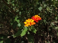 DSC01359