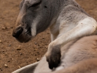 IMG_4267.jpg