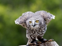 IMG_6698