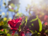 blog-9520