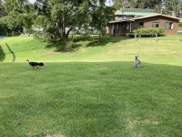 Die australische Tierwelt